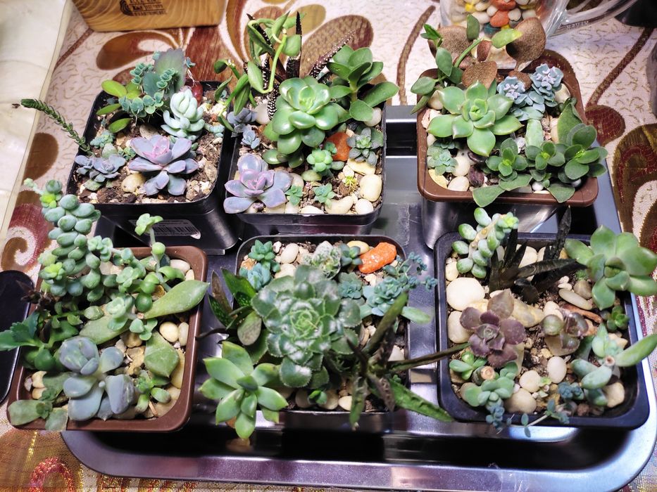 Мини садики из суккулентов