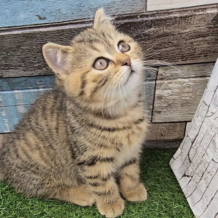 Британски котета.  Породисто  коте