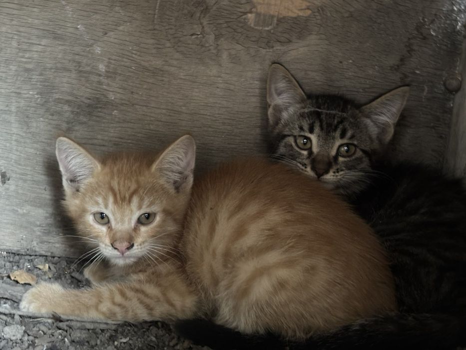 СРОЧНО   котята.