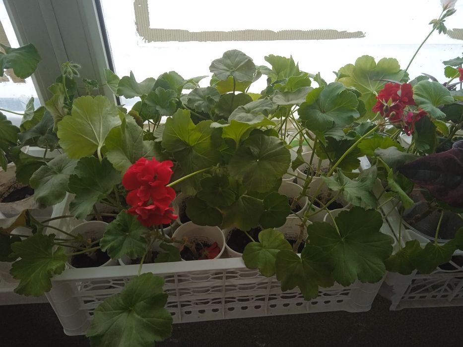 Пеларгония (герань)