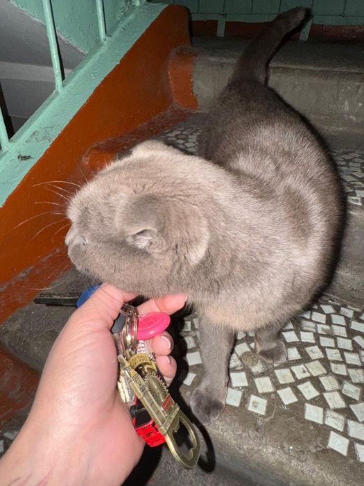 Отдам кошку в добрые руки