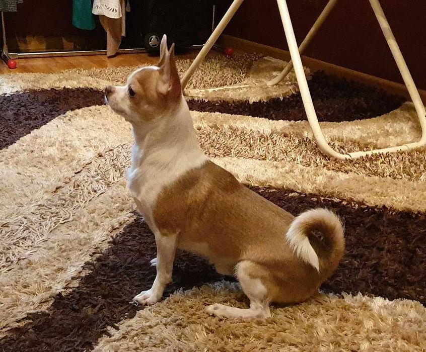 Вязка чихуахуа кобель - отличный парень! | Chihuahua qoshtirishga