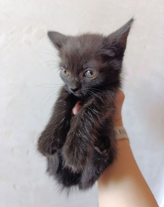 Отдам котят в добрые руки