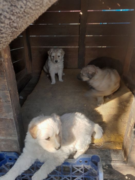 Отдам бесплатно щенят, обычная порода