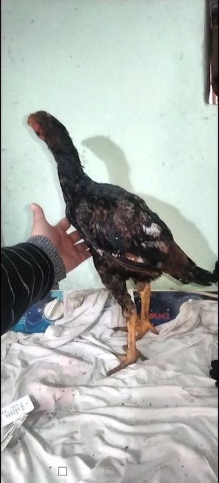 Дакан Жожалар Сотилади!