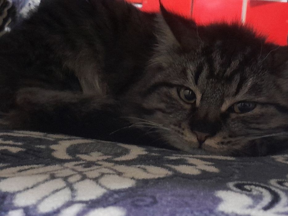 кошка молодая красивая