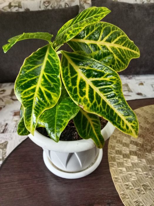 Кротон (кодиеум )цветок продам