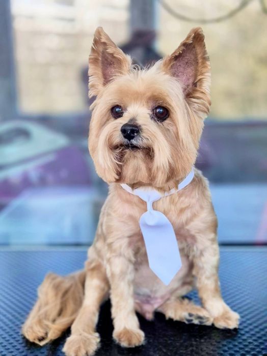 Frizerie canina Constanta
