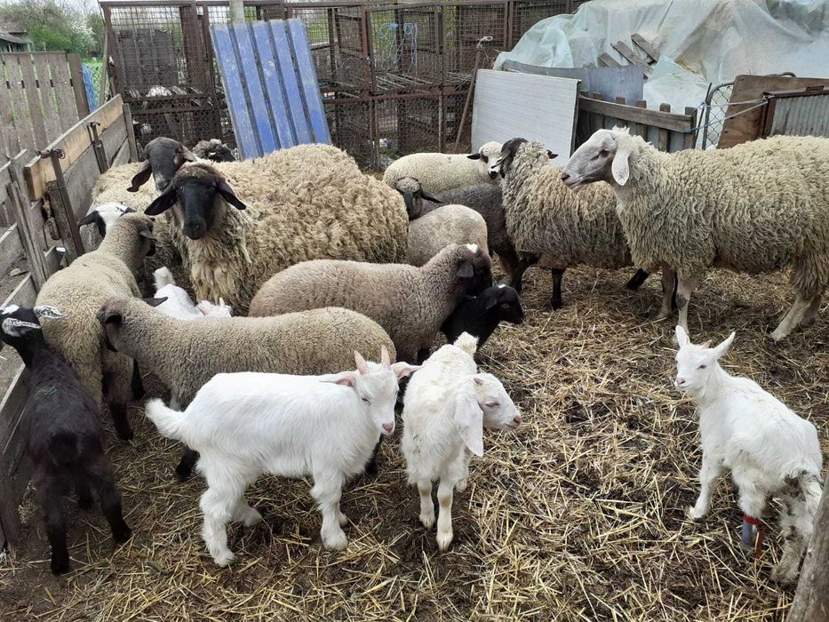 Berbeci/oi din stabulatie - vanzare in viu