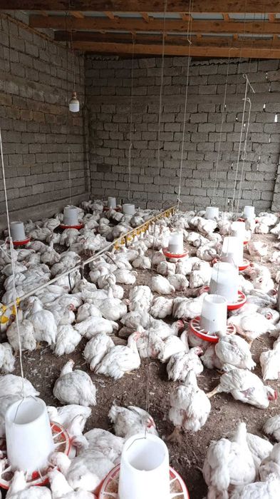 бройлер сатылады