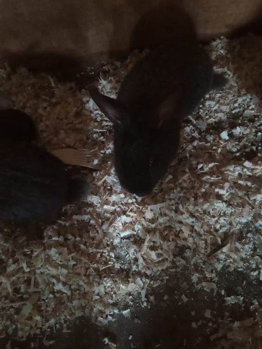 Обмен на кролов на развод