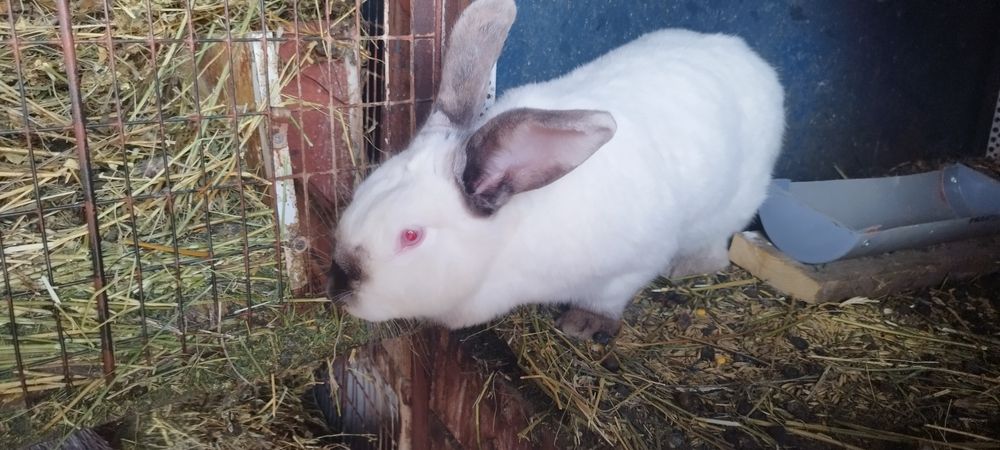 Iepuri alb de debrecen