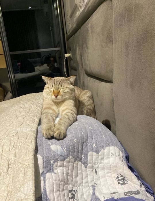 Mushuk sotqmiz zoti bengal