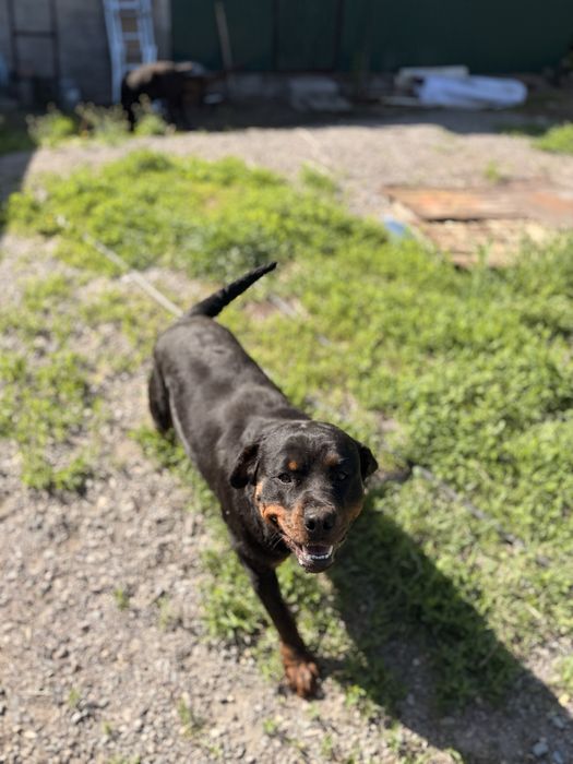 Девочка  Ротвейлер  2 года