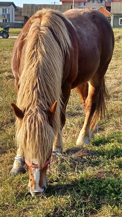 Armăsar de vânzare