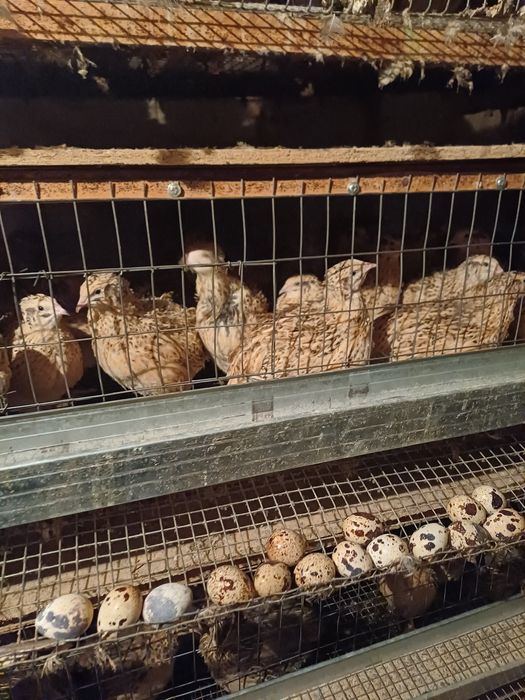 Бодене енді жұмыртқаға кірген