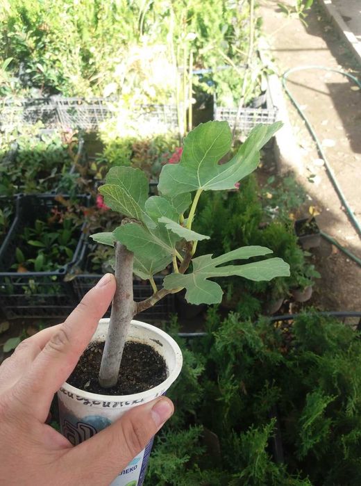 Смокиня  / Разсад Студоустойчиви - Налични 5 сорта