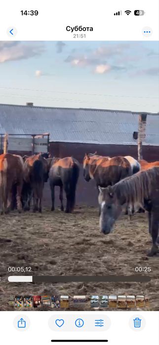 Продам байталы и тайчиков.