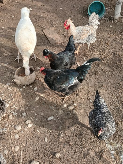 Қораздар сатылады