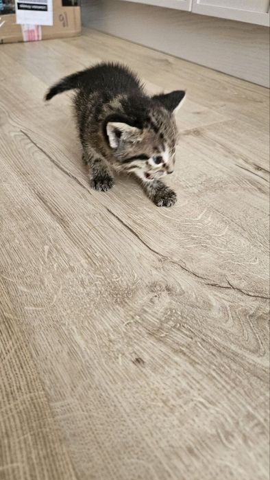 Отдаются котята в добрые руки