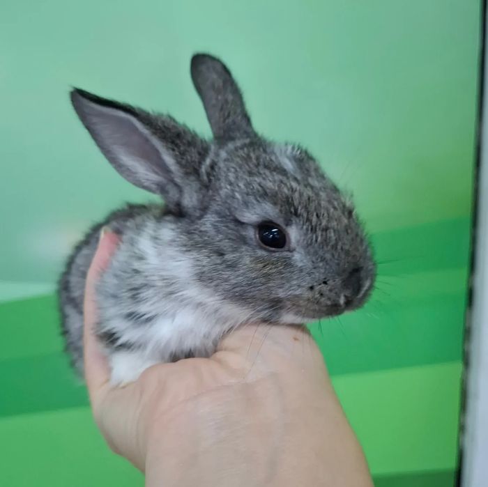 Поступление карликовых кроликов