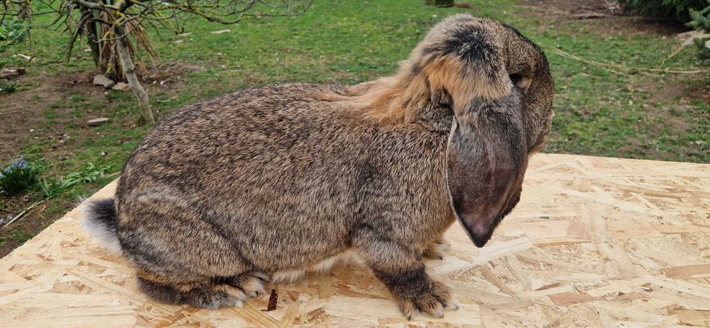 Iepuri Berbec German