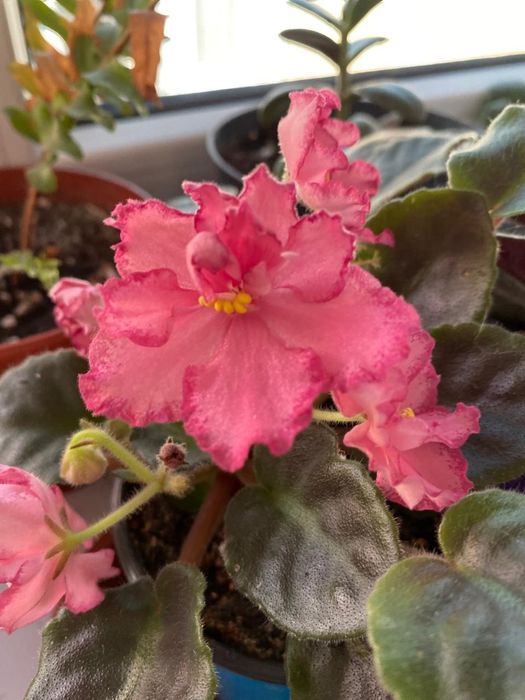 Продам комнат. Цветы