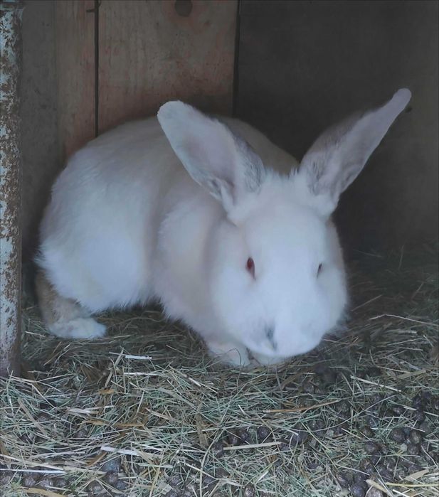 Vând iepuri de rasă mixtă