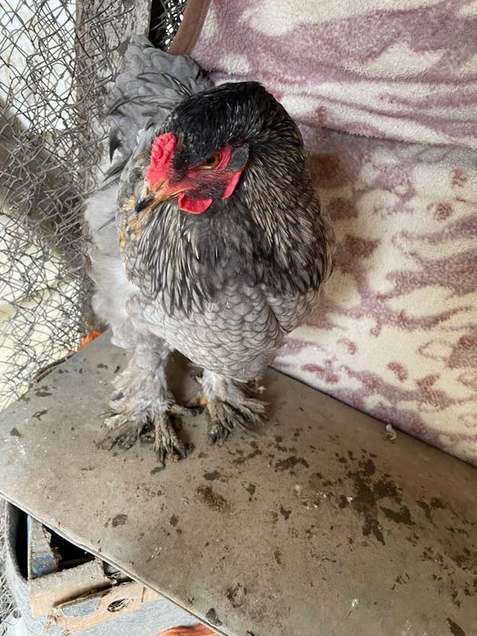 Продавам петли брама