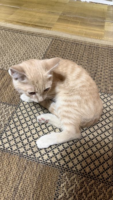 Отдадим в добрые руки котенка мальчика