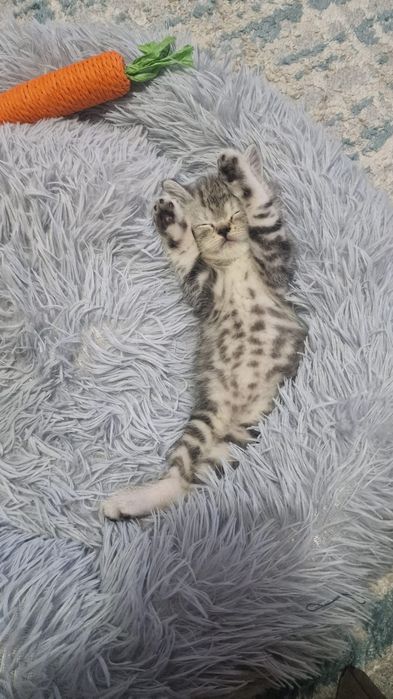 Кот на вязку жених