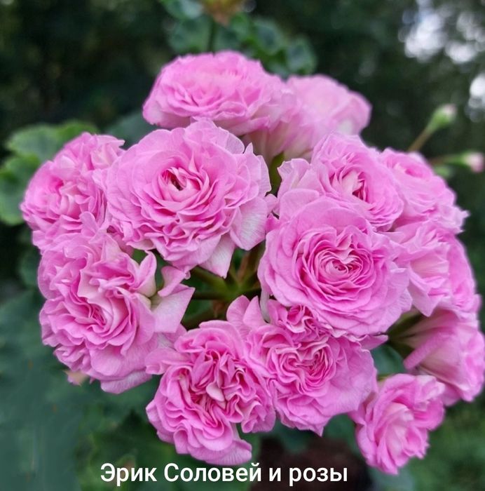 Пеларгонии укорененные
