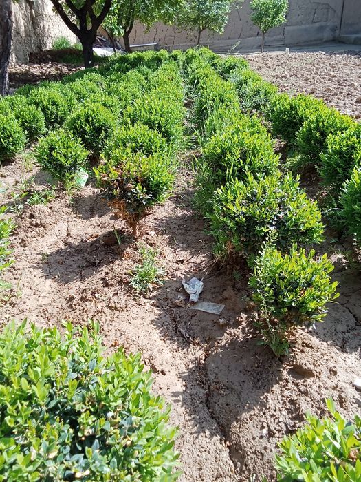 Shamshod sotiladi keles