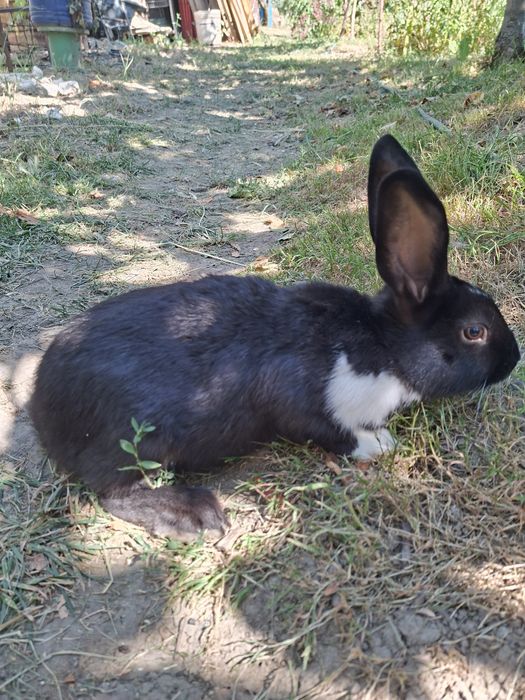 Iepurași de vânzare – 2 luni, 2 kg!