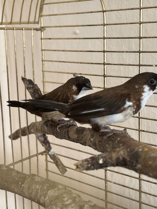 Амадины японские пара