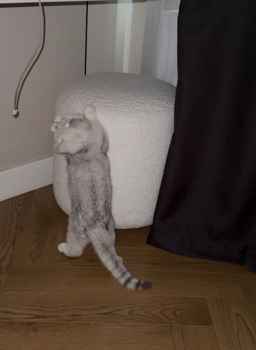 Котенок Британская Шиншилла