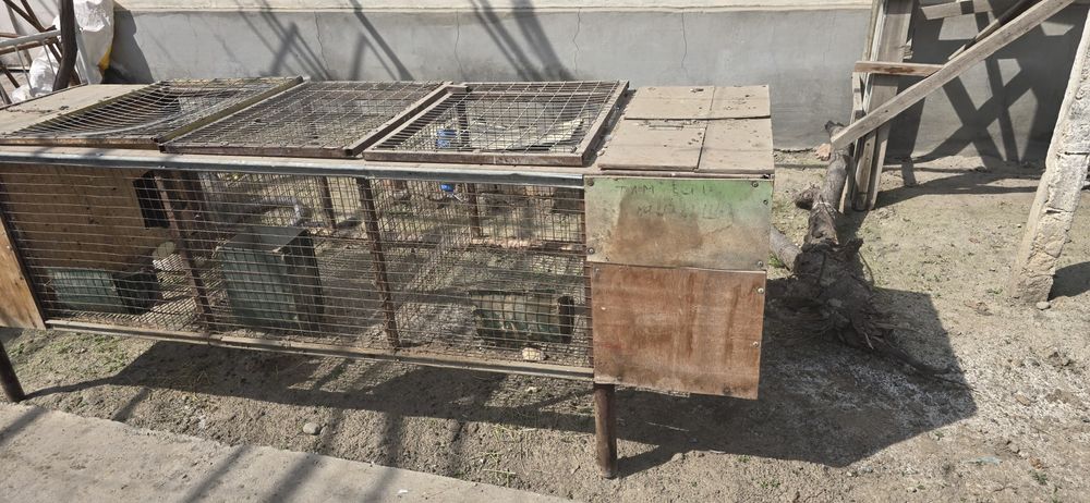 Куён ва товук катак