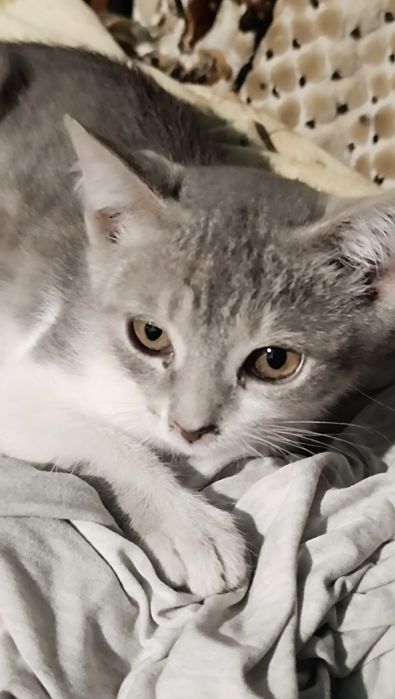 Котята домашние бесплатно