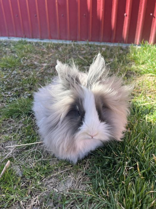 Iepure Cap de Leu + oferta din descriere