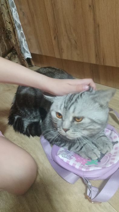 Вязка кот британский 5000