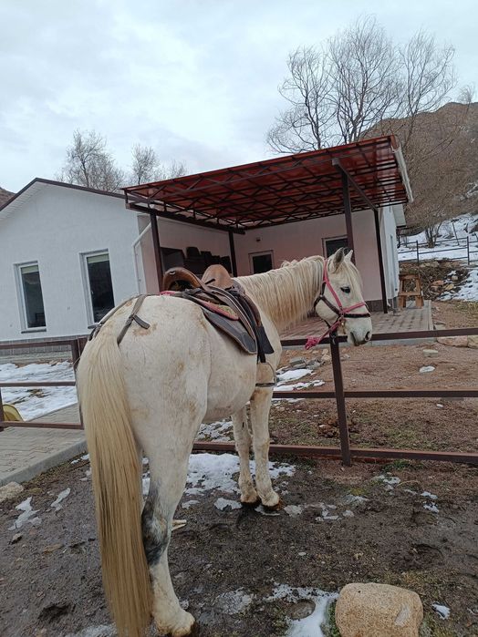 Айғыр, ат, лошадь