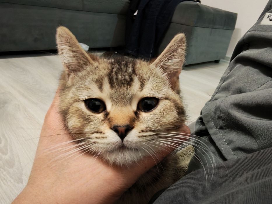 Продам котенка Алматы