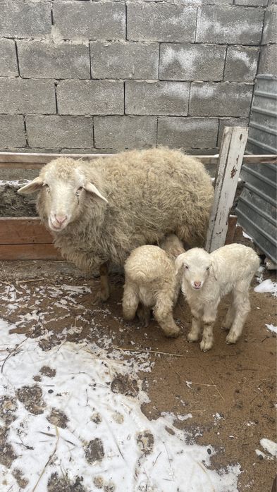 Қойлар сатылады, қозысымен бірге