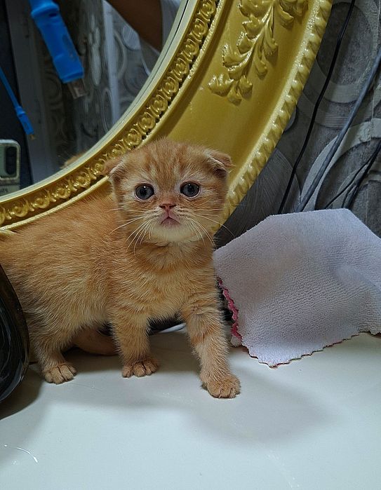 Вислоухие вислоухая Котята кошки шотландски(е)(й) котёнок шотландская