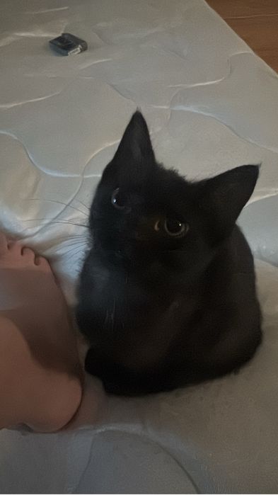 Отлам в добрые руки котенка