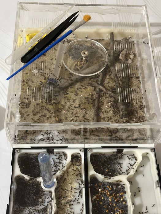 Продам колонию муравьёв-жнецов