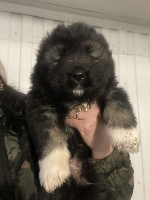 Щенки кавказской овчарки