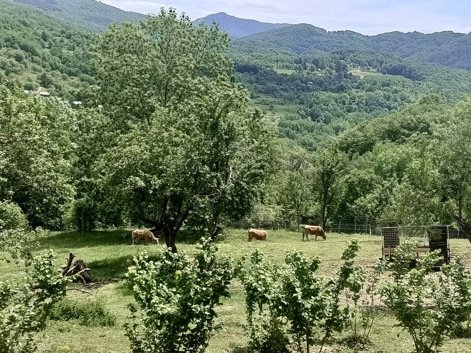 3 juninci gestante rasa Aubrac, junincă gestantă Aubrac