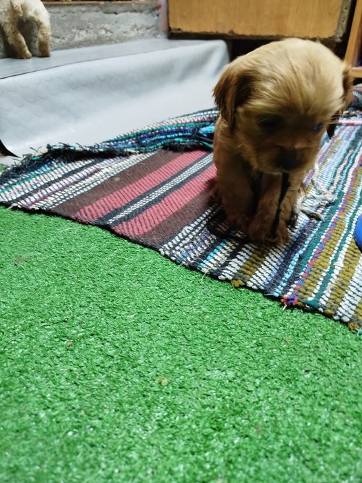 Продавам 2 кученца кокер шпаньол