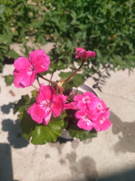 Продам герань,алое, бегония